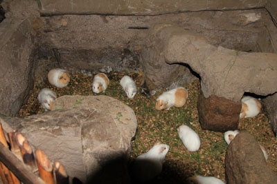 Her avler man Marsvin til spisebrug