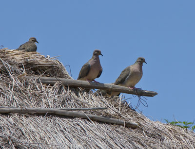 Eared Dove - Zenaida auriculata