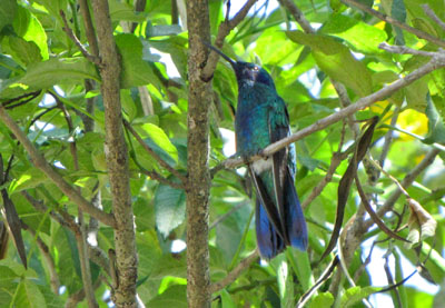 Bronzekvastben Kolibri - Sapphire-vented Puffleg - Eriocnemis luciani