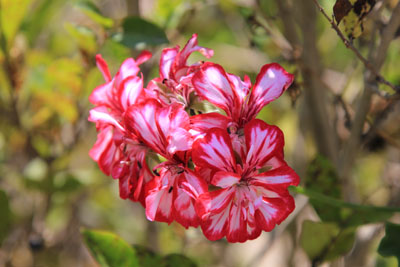 Fantastisk farvestålende blomster