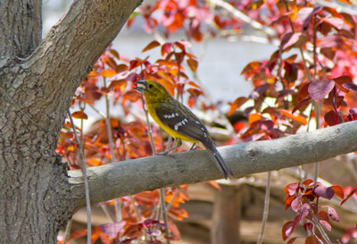 Gyldenbrystet Kernebider - Golden-bellied Grosbeak - Pheucticus chrysogaster