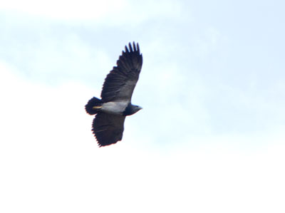 Black-chested Buzzard-Eagle - Geranoaetus melanoleucus