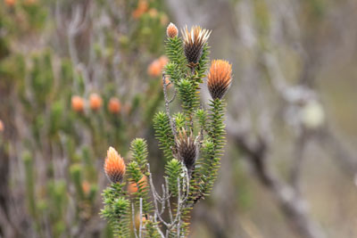 Vi så blomsterbuske, som nogle af os kendte fra New Zealand