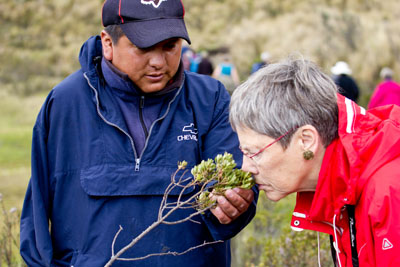 Busken, Vibeke lugter til, var en Chokoladebusk, blomsten lugtede således kraftigt af chokolade