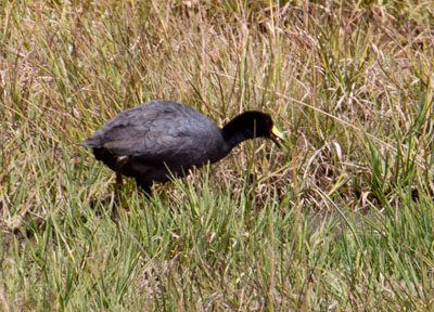 Andes Blishøne - Fulica ardesiacu