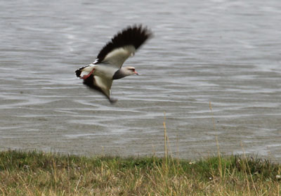Andesvibe - Vanellus resolendens