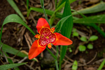 Flot orkide i restaurantens have
