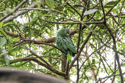 Mealy Amazon - Amazona farinosa