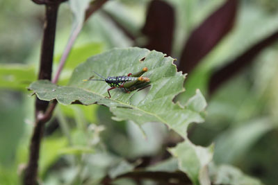 Prangende Græshoppe