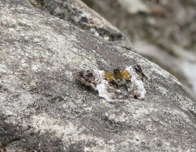 Diaeus variegata - en art Bredpande