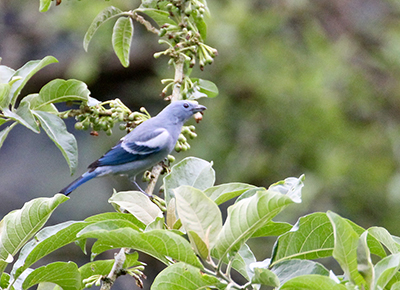 Blue-Gray Tanager - Thraupis episcopus