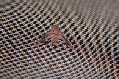 En natsværmer på vinduet