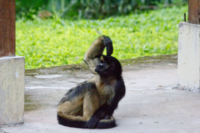 Edderkoppeaben - Erik