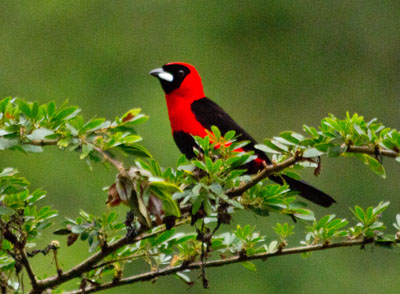 Masked Crimson Tanager - Ramphocelus nigrogilaris