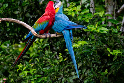 En Mørkerød Ara og en Blågul Ara, der hygger sig