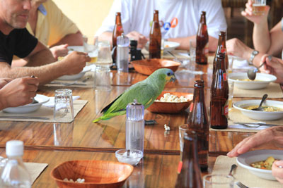 En Gulisset Amazonpapegøje ville have del i frokosten