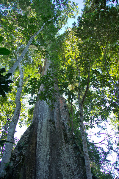 Amazonbækkenets ældste træ er et kapoktræ