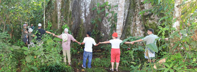 35 personer skulle der til at nå hele vejen rundt om kapoktræet