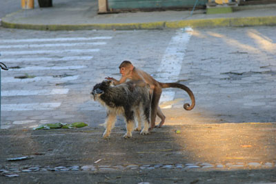 En Kapucinerabe legede med en Ruhåret Foxterrier