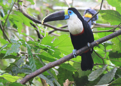 Cuvier's Tucan - Ramphastos cuvieri