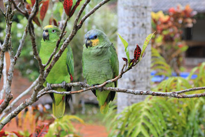 De Gulissede Amazonpapegøjer sad og pustede sig op i regnen