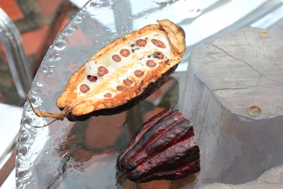 En kakaofrugt er skåret over