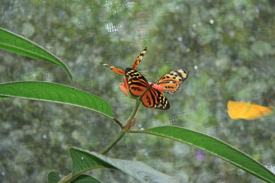 Tiger Crescent - Eresia eunice