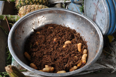 Larver er en specialitet