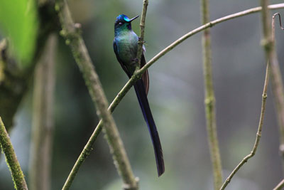 Langhalet sylfide - Long-tailed Sylph - Aglaiocercus kingi