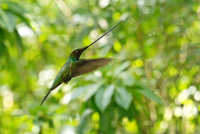 Sværdkolibi - Sword-billed Hummingbird - Ensifera ensifera