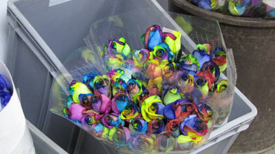 Flotte roser i transportindpakning