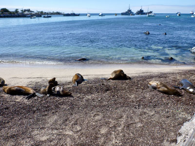 Søløver på stranden ved havnen