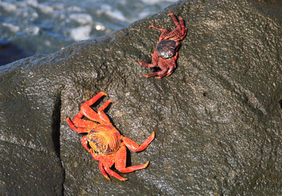 Sally LetPåTå krabberne - Sally Lightfood krabberne - Grapsus grapsus