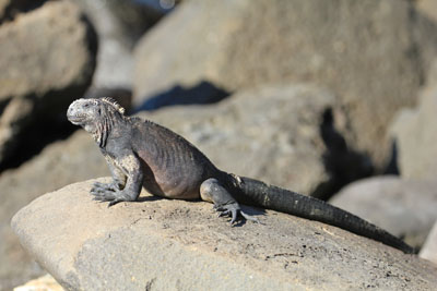 Havleguan, det var en lille hun - Marine Iguana - Amblyrhynchus cristatus