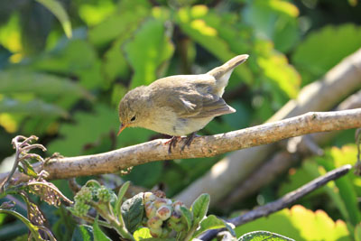 Grå Sangfinke - Gray Warbler Finch - Certhidea fusca