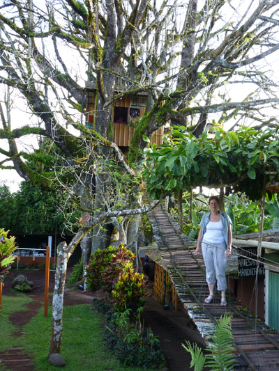 Hotellet i trætoppen
