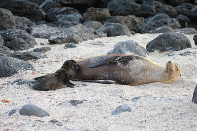 En søløveunge får en godnat tår