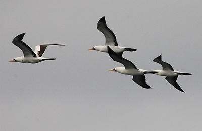 Maske Sule - Masked Boobie