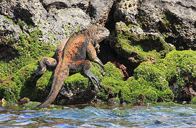 En havleguan lige midt i "spisekammeret"