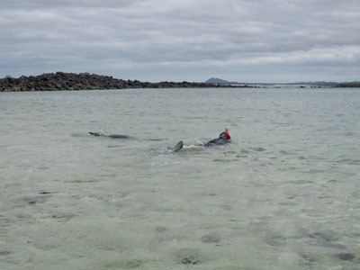 Søløverne overholdt ikke reglen om de 4 meter