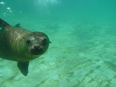 Kig-kig - sagde søløven