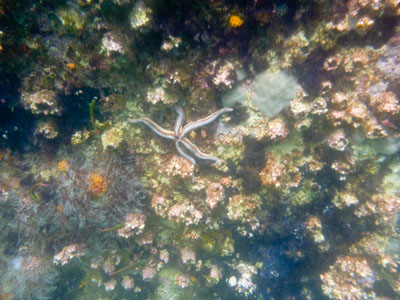 Blue Sea Star - Phataria unifascialis