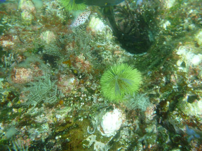 White Sea Urchin - Tripnuestes depressus
