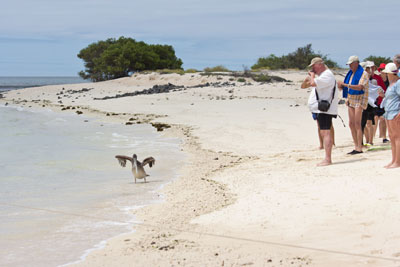En frygtløs pelikan