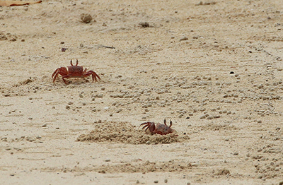 Spøgelseskrabber - Gost Crab - Ocypode gaudichaudii