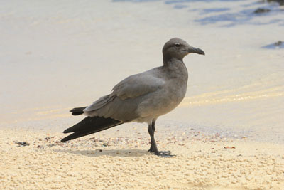 Lavamåge - Lava Gull - Leucophaeus fuliginosus