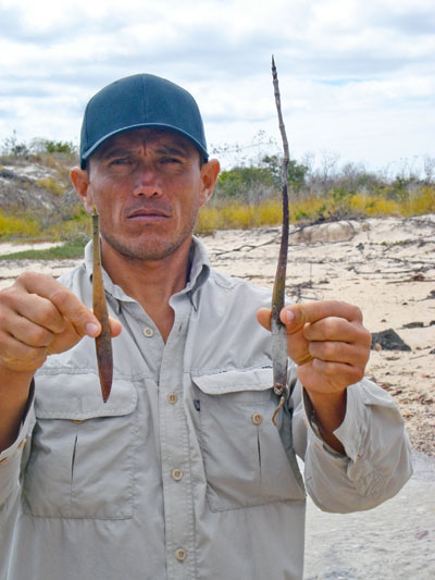 Mangrovetræers frø