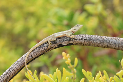 San Cristobal Lava Firben