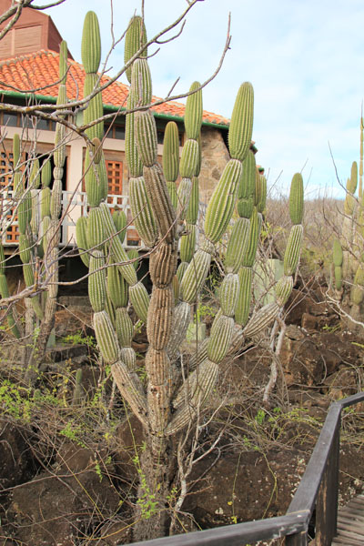 Syvarmede Lysestage Kaktus - Candelabre Cactus