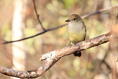 Galapagos fluesnapper